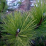 Pinus nigra.png